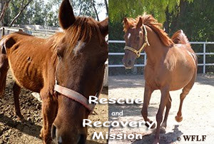 WFLF Rescue and Recovery Program